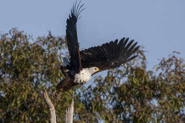 African Fish Eagle in flight