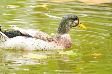 Duck in Green Lake