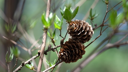 Two pine cone with young green leaves in forest, early spring