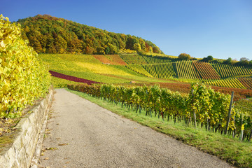 Herbstliches Laub im Weinberg