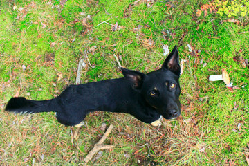 portrait of black nice mongrel. Top view