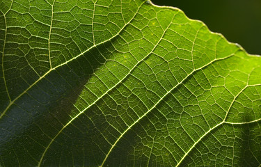 super macro shot of Green leaves
