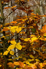 Forest in autumn colors