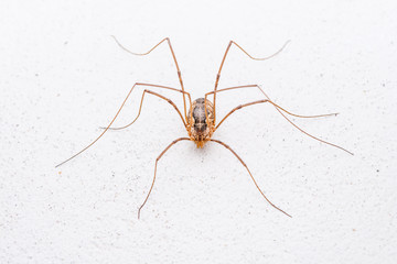 Long-Legged Spider on White Wall