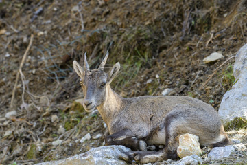 Young Alpine Ibex