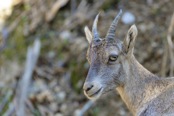 Young Alpine Ibex