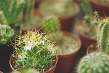  Cacti in pots