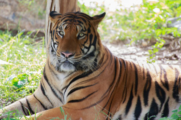 Tiger looking something.