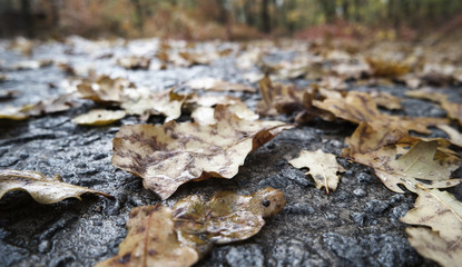autumn leaves