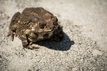 The ugly toad