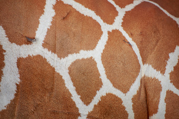 Stripes of giraffe.