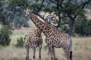 Naklejka na ściany i meble Giraffe - Giraffa camelopardalis