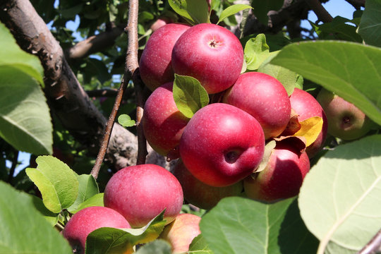 Apple Orchard Fruit