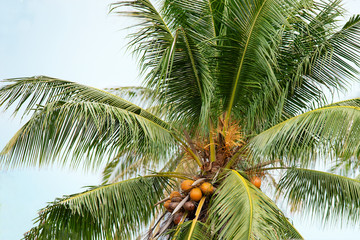 Coconut tree with coconut fruits