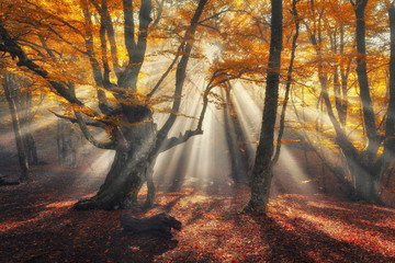 Autumn forest in fog with sun rays. Magical old trees at sunrise. Colorful landscape with foggy...