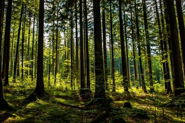 Naklejka premium Zalany słońcem las w Austrii