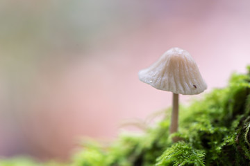 Landscape with mushrooms