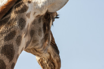Giraffe, close-up of head
