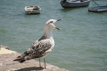 angry seagull standing by sea