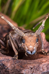 Longhorn beetle (Paraleprodera inidiosa), Beetle