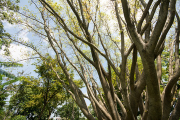 Shadows of big tree