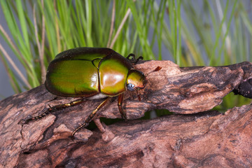 Flower Beetle (Anomala dimidiata)