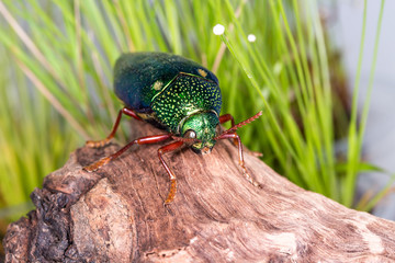Jewel Beetle (Sternocera ruficornis), Beetle