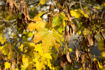 Herbst / buntes Laub im Herbstwald