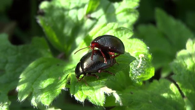 Accouplement scarab&eacute;es rouges.