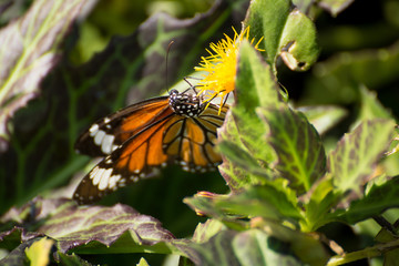 Orange butterfly on the flower in the garden