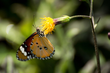 Orange butterfly on the flower in the garden