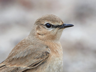 Isabelline wheatear (Oenanthe isabellina)
