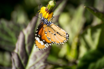 Orange butterfly on the flower in the garden