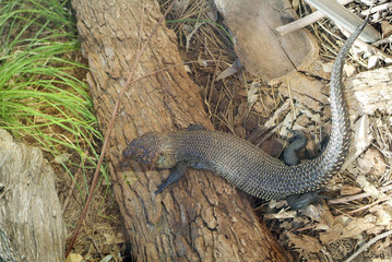 Australia, Zoology