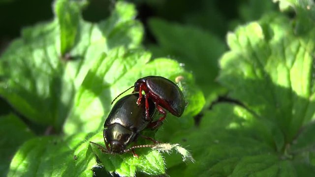 Accouplement scarab&eacute;es rouges.