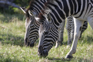 Fototapeta na wymiar Zebras grazing