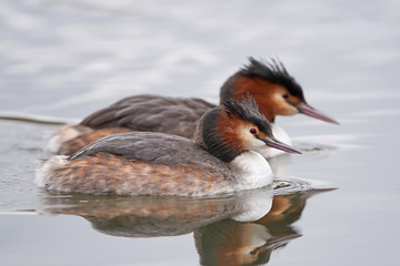 Great crested grebe (Podiceps cristatus)