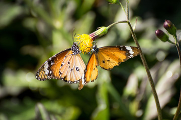 Orange butterfly on the flower in the garden