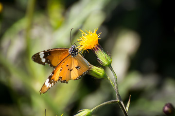 Orange butterfly on the flower in the garden