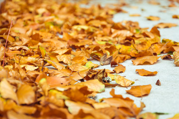 orange foliage leaves in autumn