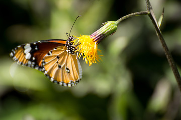 Orange butterfly on the flower in the garden
