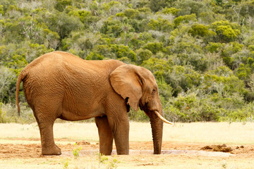 Bush Elephant with feet and trunk in the dam