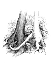 Two trees on a stone fence interwoven with the roots form a unity © Mateusz Pyda