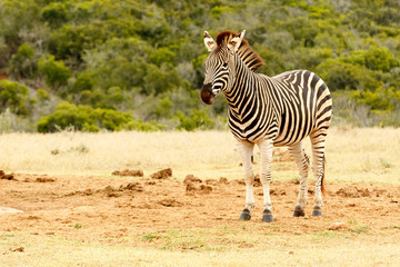 Naklejka premium Burchell's Zebra waiting for a turn at the watering hole