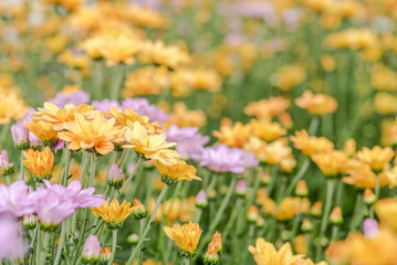 Pink chrysanthemum for background; selective focus; place for text.