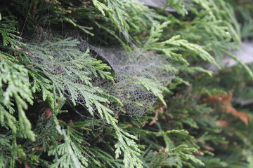 Misty Spiderweb