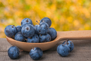 blackthorn berries in a wooden spoon on table with blurred background
