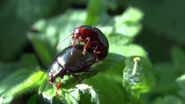 Accouplement scarab&eacute;es rouges.