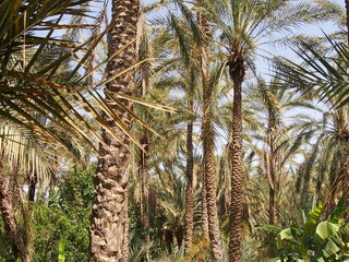 финиковые пальмы растущие в оазисе пустыни Сахара © dvb60