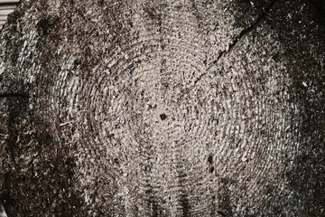 rough texture of natural wood. organic wood background closeup. freshly sawn timber. Background in grunge style